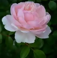 Norma Rosa Matsuhara